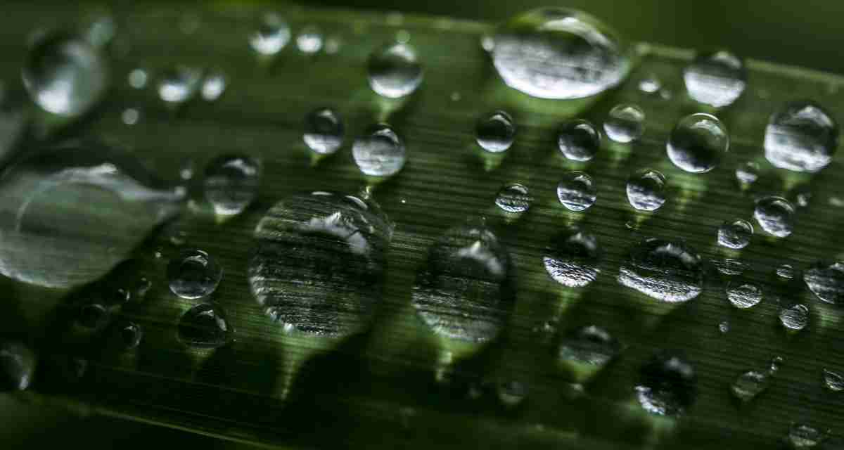 护眼壁纸 水珠 绿色 晶莹
