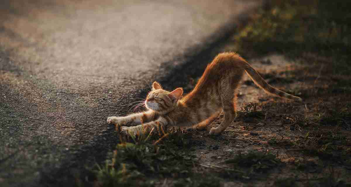 喵星人 小黄猫 伸懒腰
