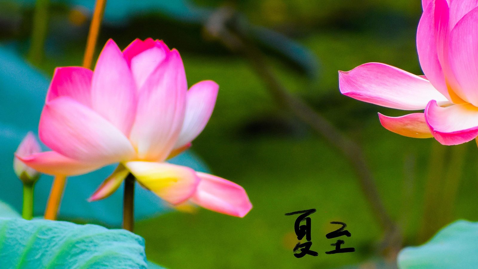 织梦支持亿级数据:DeDeBIZ和DeDeCMS分表插件下载