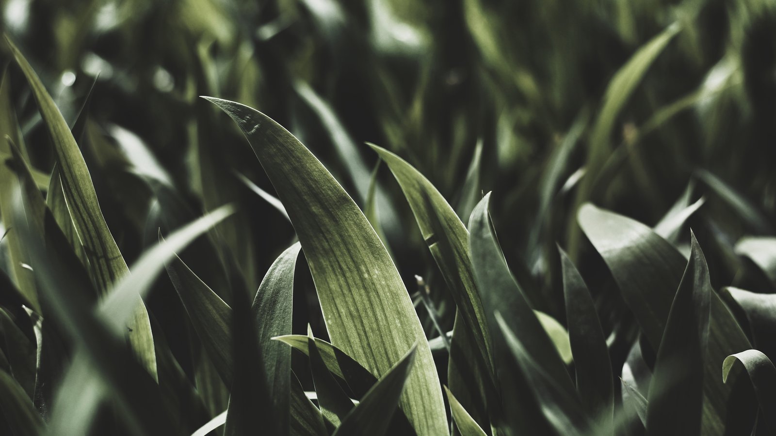 域名代备案是真的吗?为什么尽量不要找域名代备案