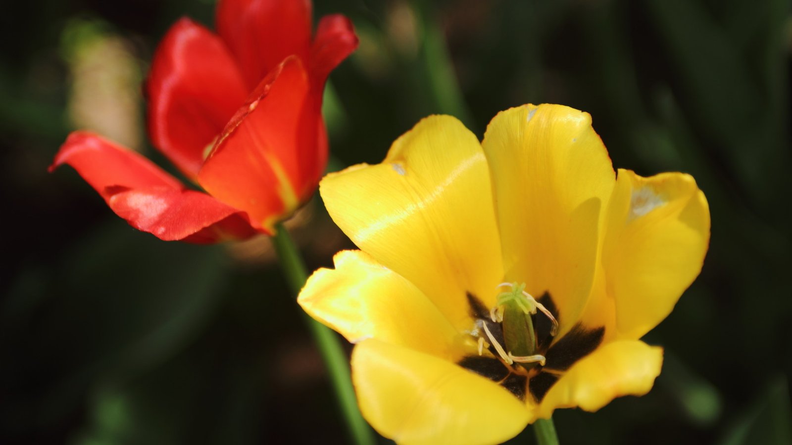 PHP代码实现:部分内容隐藏,需登录后查看