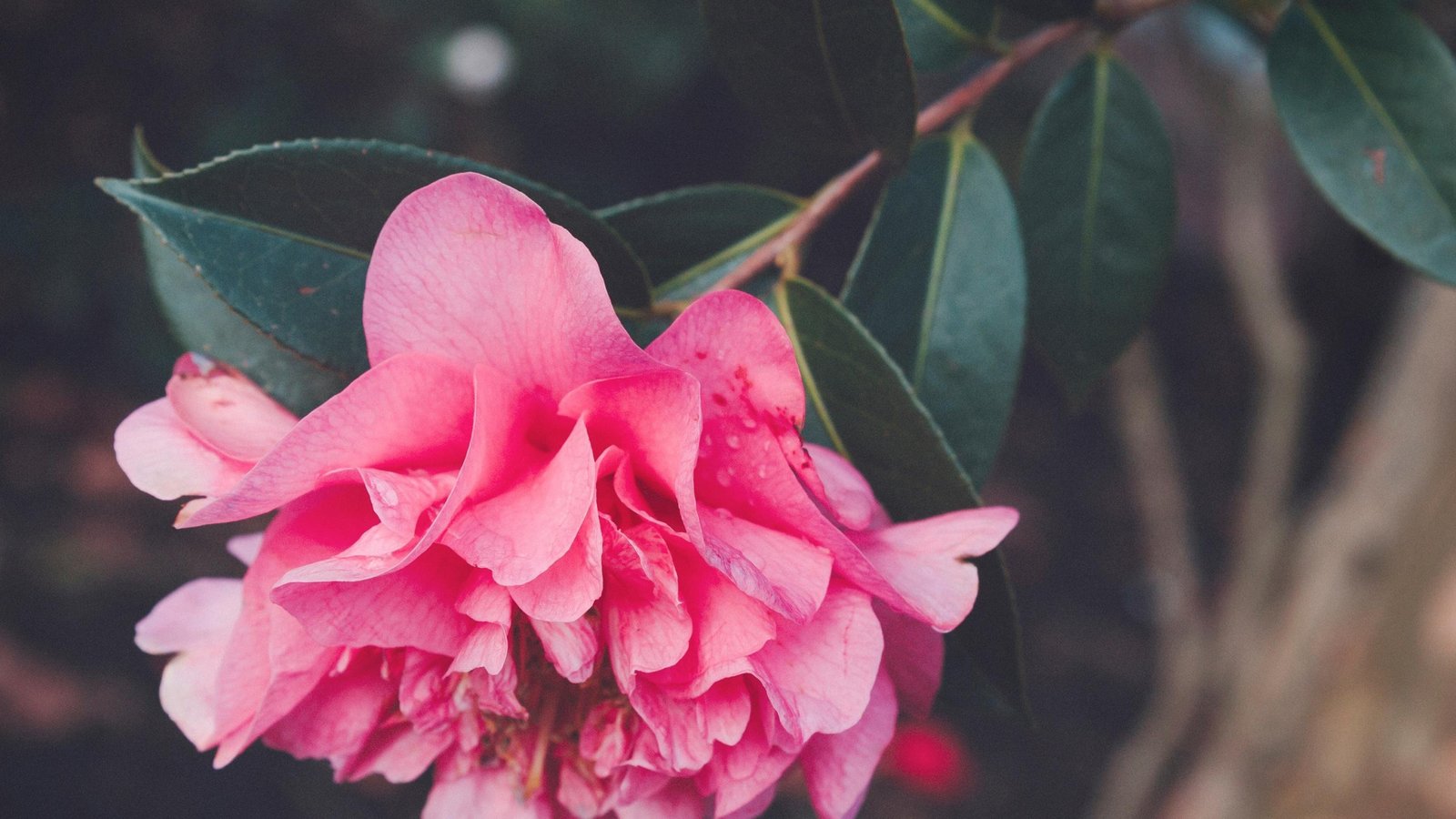 HadSky轻论坛程序 - 优雅简洁的开源PHP轻社区系统