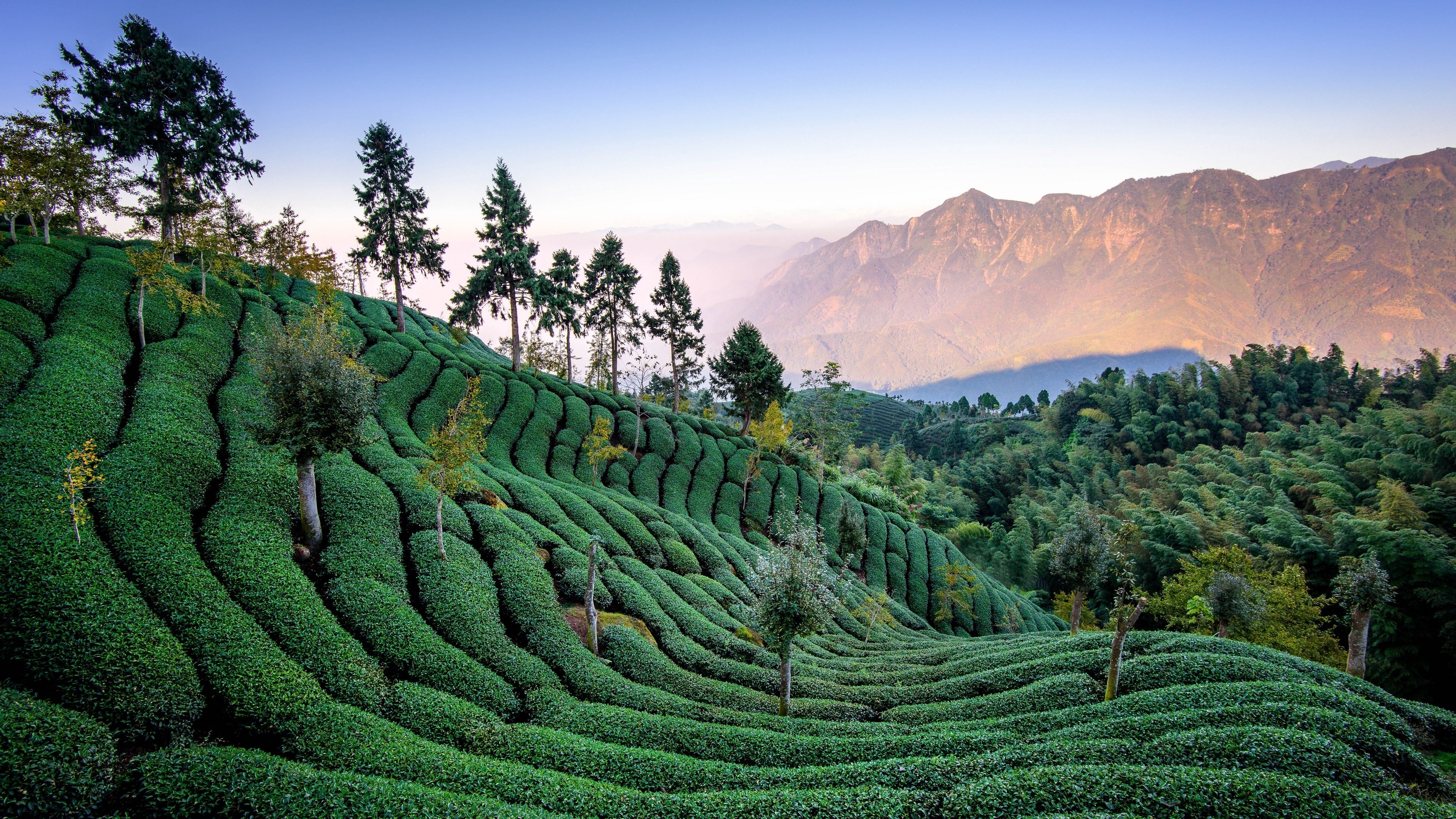 茶园,高山,4K专区