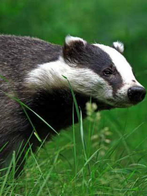 自然世界:狗獾——毁坏大师