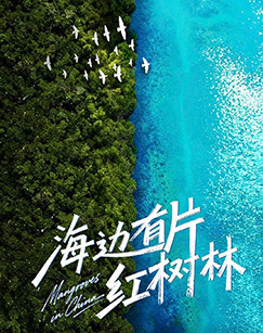 海边有片红树林