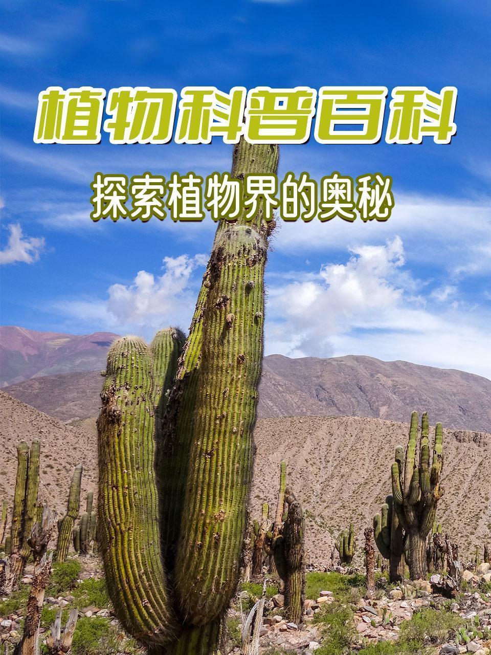 植物科普百科-探索植物界的奥秘