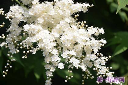 老钱庄股票论坛:七夕送什么花给女朋友?2016