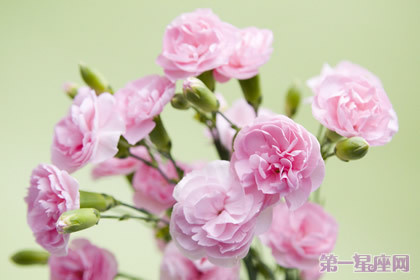 老钱庄股票论坛:七夕送什么花给女朋友?2016