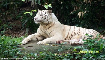 白虎-白化孟加拉虎