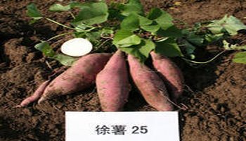 徐薯25