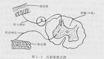 传入神经元(afferent neuron),是传导感觉冲动的,胞体在脑,脊神经节