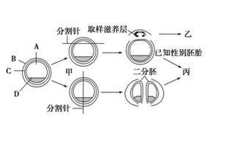 胚胎分割