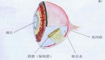 鸽眼栉膜