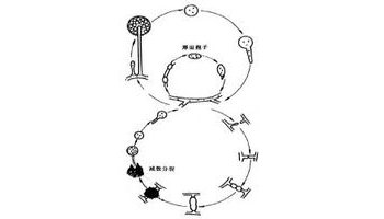 无图模式 a a a 目录 毛霉的生活史有无性和有性两个阶段,霉菌分解