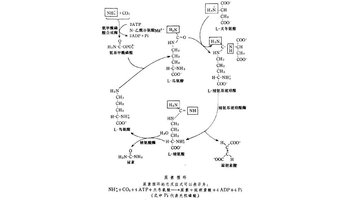 尿素循环