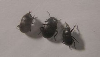 拟步甲虫