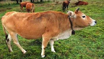 湘西黄牛产于湖南省湘西土家族苗族自治州和慈利县,以及石门,桃源