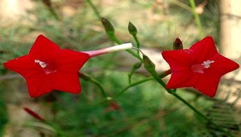 茑萝花