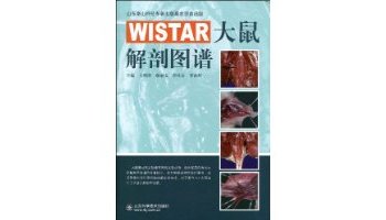 wistar大鼠解剖图谱