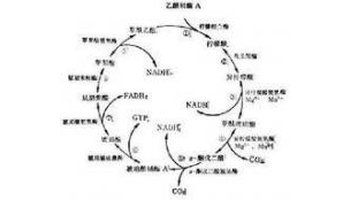 三羧酸循环(tricarboxylicacidcycle acid cycle,tac cycle,tac循环)