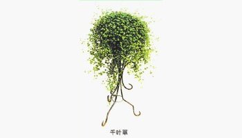千叶草