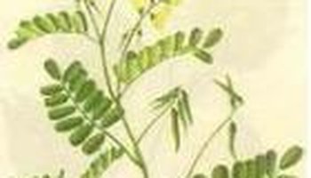 基本简介 沙苑子为豆科一年生草本植物扁茎黄芪的成熟种子,内含脂肪