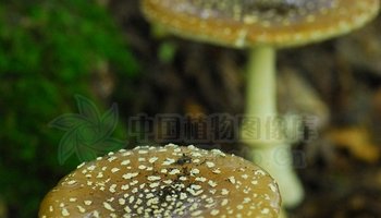 毒鹅膏菌