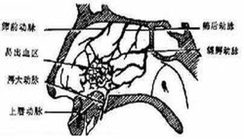 little区:由鼻腭动脉,筛前动脉,筛后动脉,上唇动脉和腭大动脉,在鼻