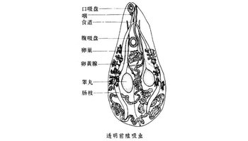 前殖吸虫属