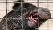 日本福岛核辐射过了五年,生物变种千奇百怪,野猪变异长相吓人!