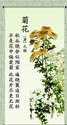 菊花元稹