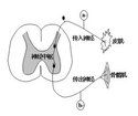nerve,centripetal nerve,是具有从神经末梢向中枢传导冲动的神经称为