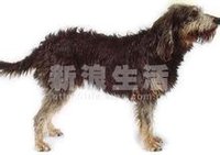 尼韦内长卷毛犬