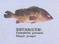 石斑鱼的一种,又叫颌斑石斑鱼,英文名dungat grouper,拉丁文学名