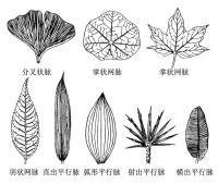 羽状脉序