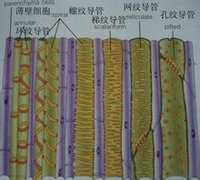 导管(vessel)植物体内木质部中主要输导水分和无机盐的管状结构.