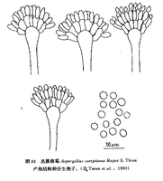 丛簇曲霉