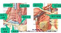 浅静脉:头静脉,贵要静脉,肘正中静脉.