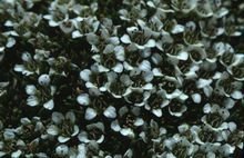 盘状雪灵芝