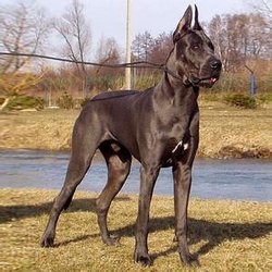 大丹麦犬_360百科