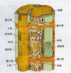 肌质网_360百科