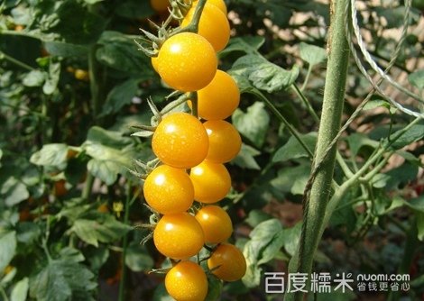 多彩圣女果采摘套系!品种丰富,个大香甜,风景优