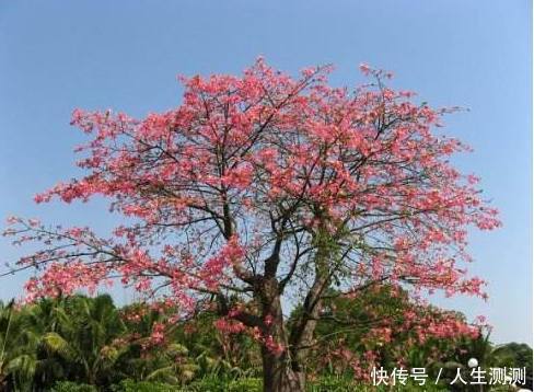 心理测试：哪一棵树让你觉得孤独，测你三年后会处于什么社会阶级