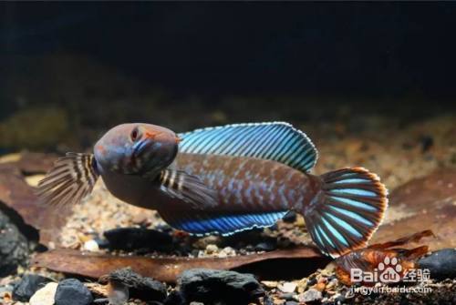 雷龍魚哪個品種好繁殖：珍珠雷龍、金線雷龍、彩虹雷龍魚繁殖成功率提升方法 龍魚百科 第5張