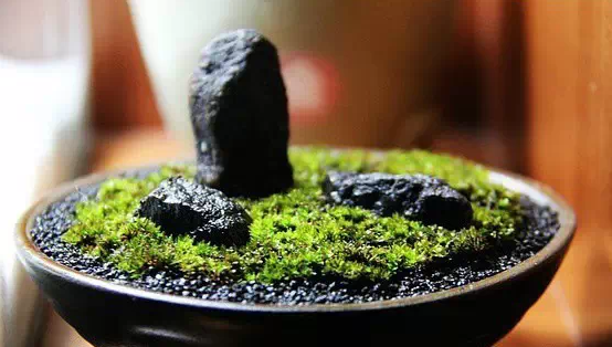 苔藓微景观:品茶、养苔藓的禅意人生