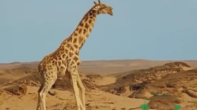 《卡酷动物园》20170408长颈鹿的特制饮料