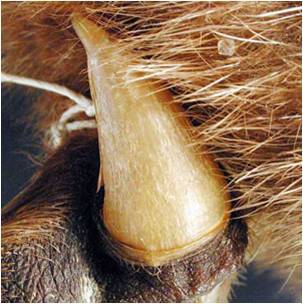 被猫抓伤需要打狂犬疫苗吗?_360问答