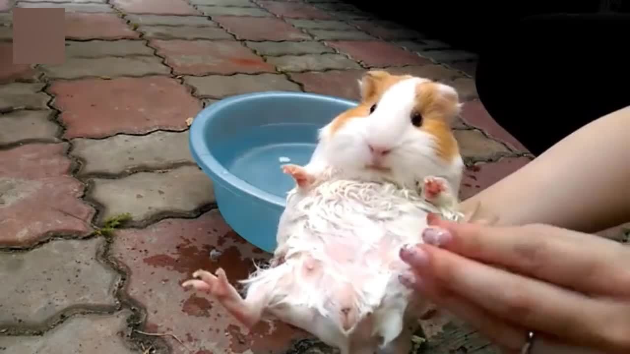 主人给豚鼠宝宝洗澡澡!虽然很可爱,但是我还是好想笑!