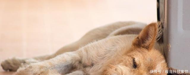 狗狗身上有蜱虫你要担心它会不会患上莱姆病,