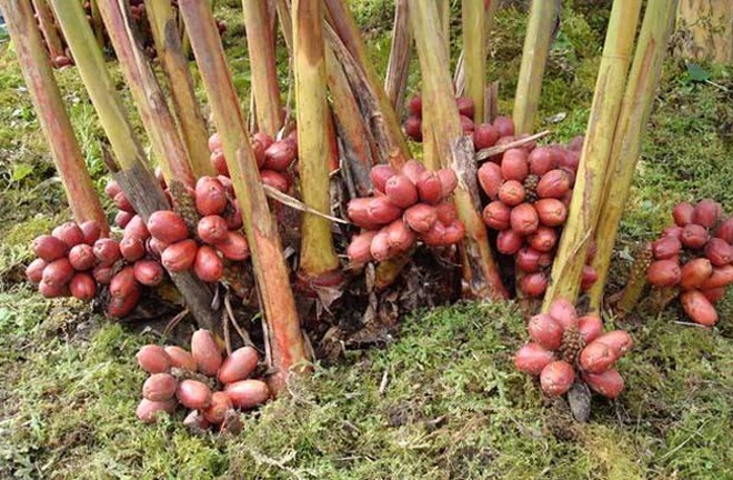 如果在农村搞种植或养殖,没有销路的情况下,还